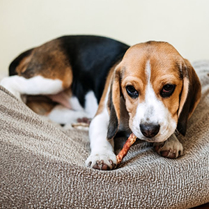 The main nutrients of pet food