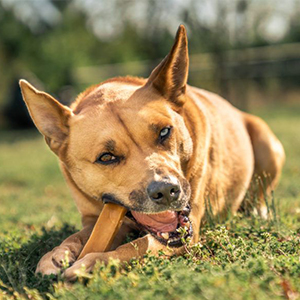 What is the function of pet chews?