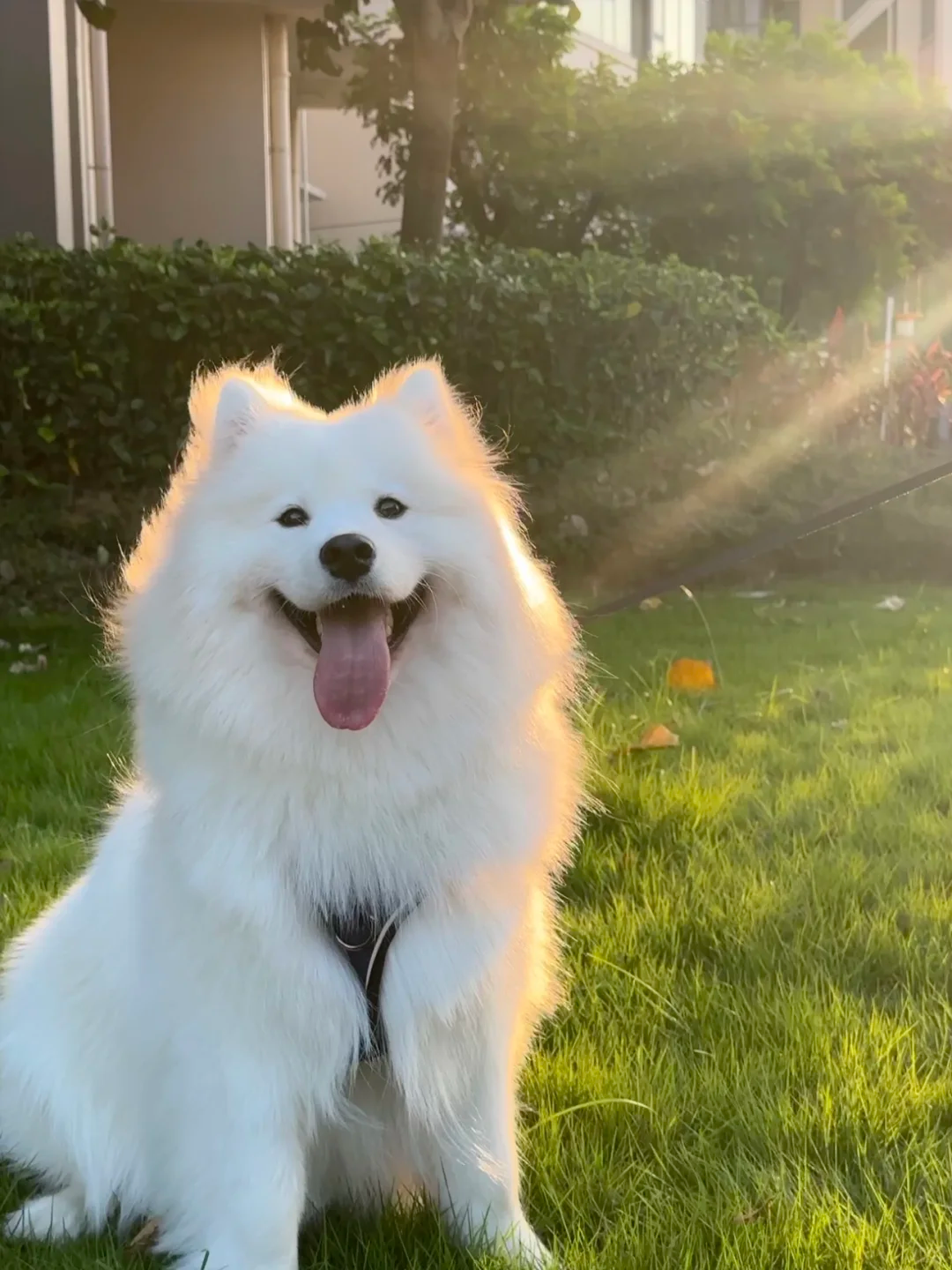 Knotted Dog Chews: Are They Safe? A Guide for Concerned Pet Parents