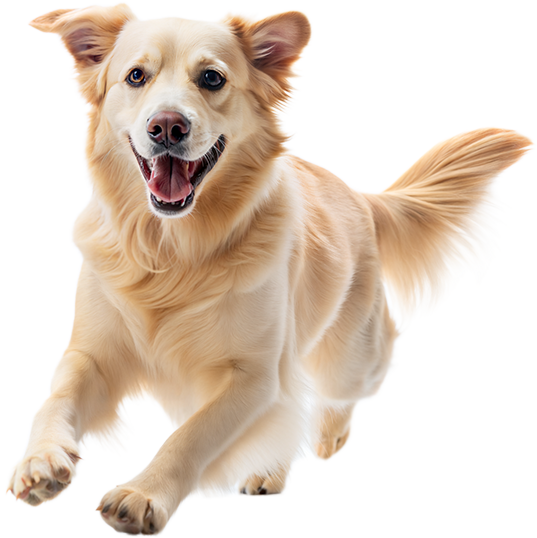 Lishui Tengyu Pet Food Co., Ltd.