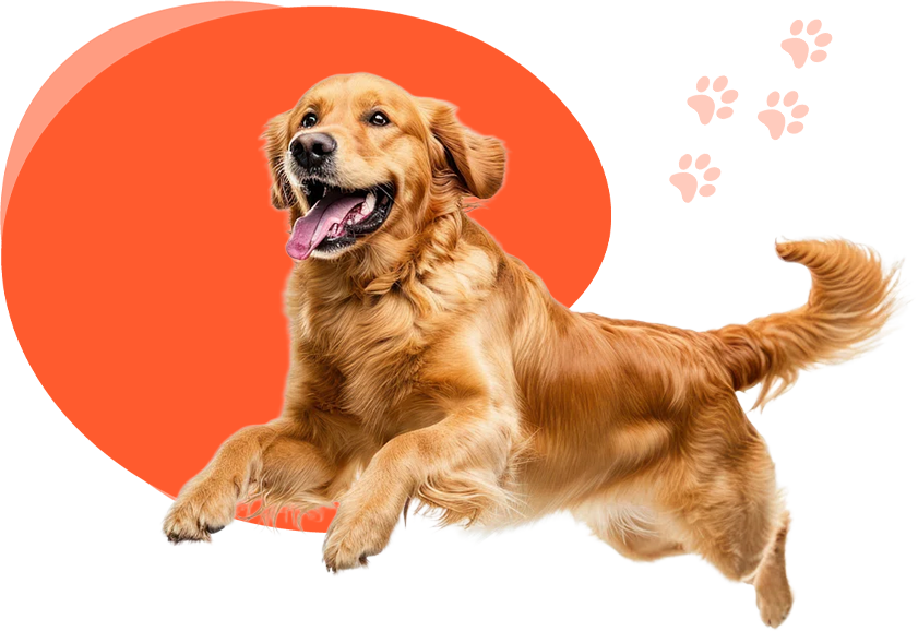 Lishui Tengyu Pet Food Co., Ltd.